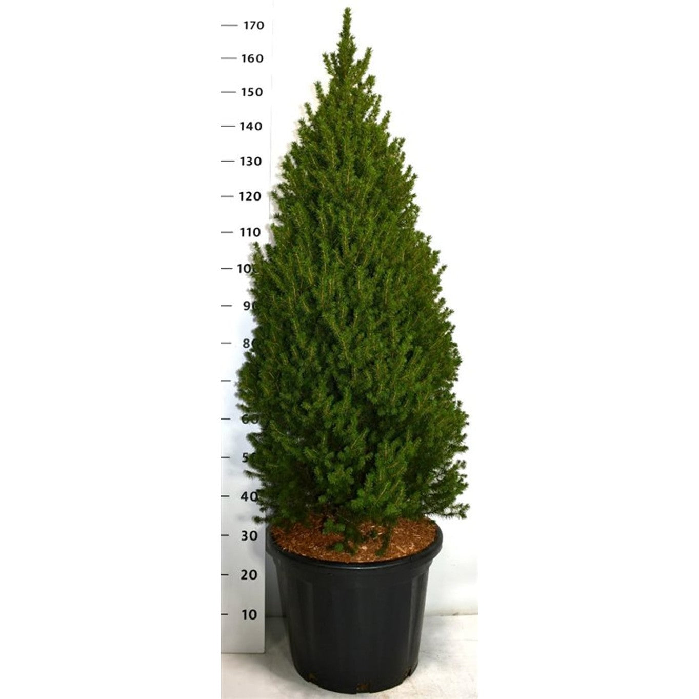 Vitgran – Picea glauca 'Perfecta' (Conica); - C35 125-150 CM