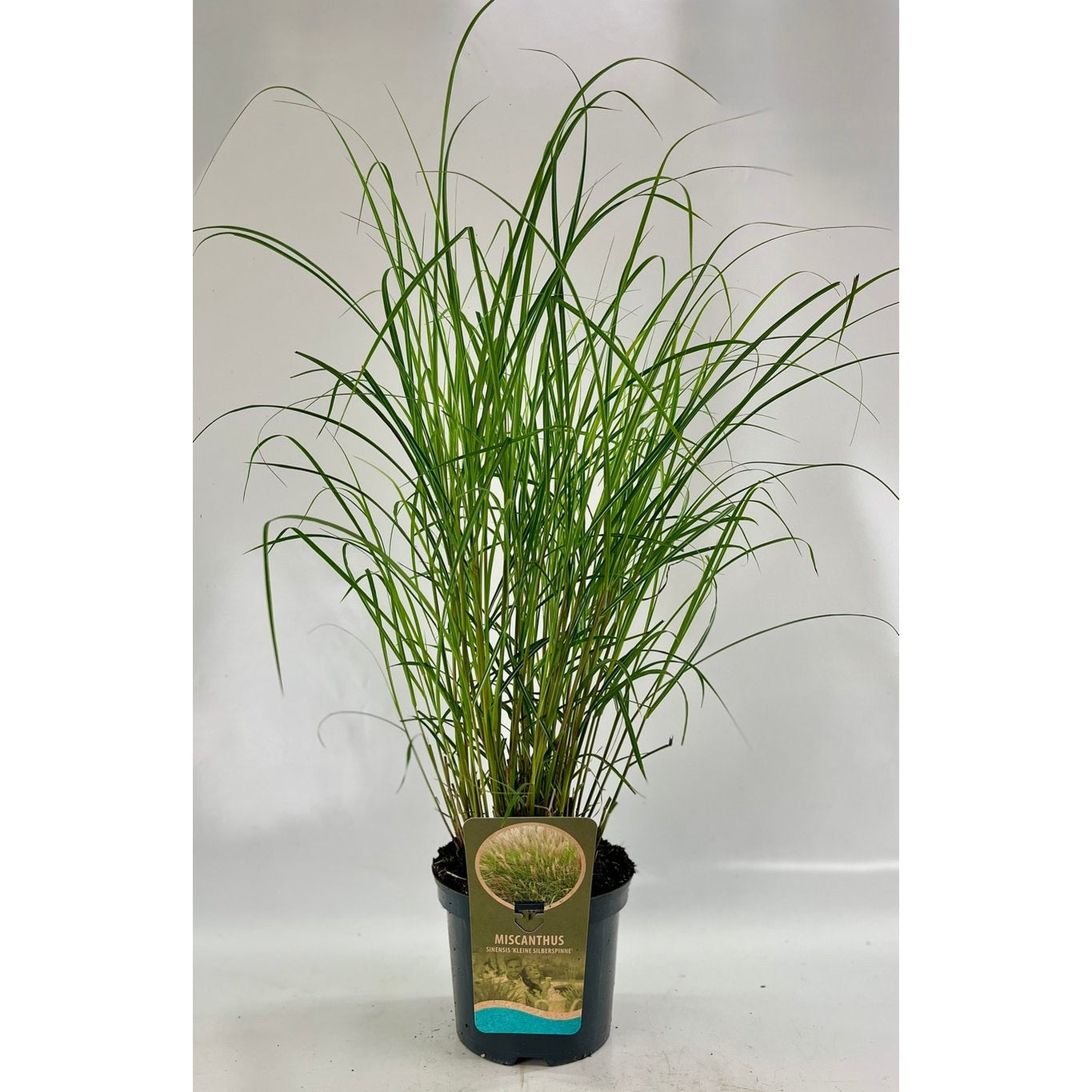 Glansmiskantus – Miscanthus sinensis 'Kleine Silbersp.' - C5