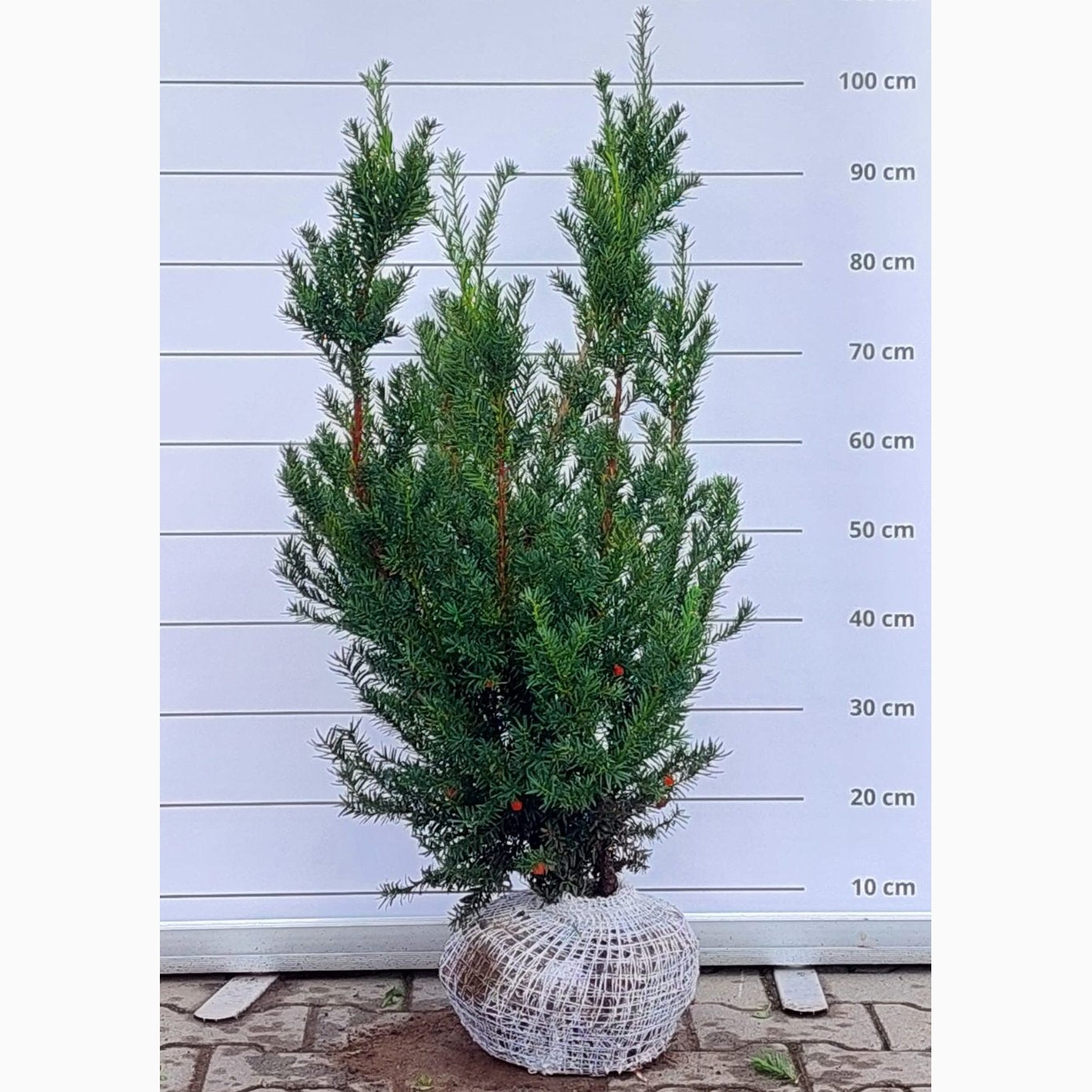 Idegran – Taxus baccata 'Nissen's Präsident' - 70-80 CM RB