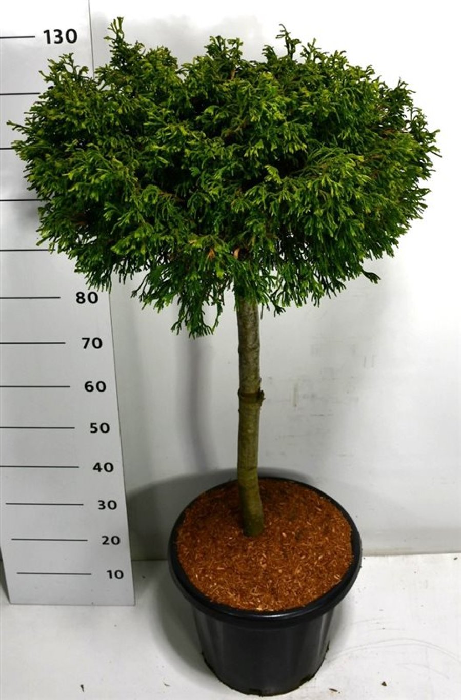 Ädelcypress – Chamaecyparis lawsoniana 'Brégeon' - C25 70 cm. Stam