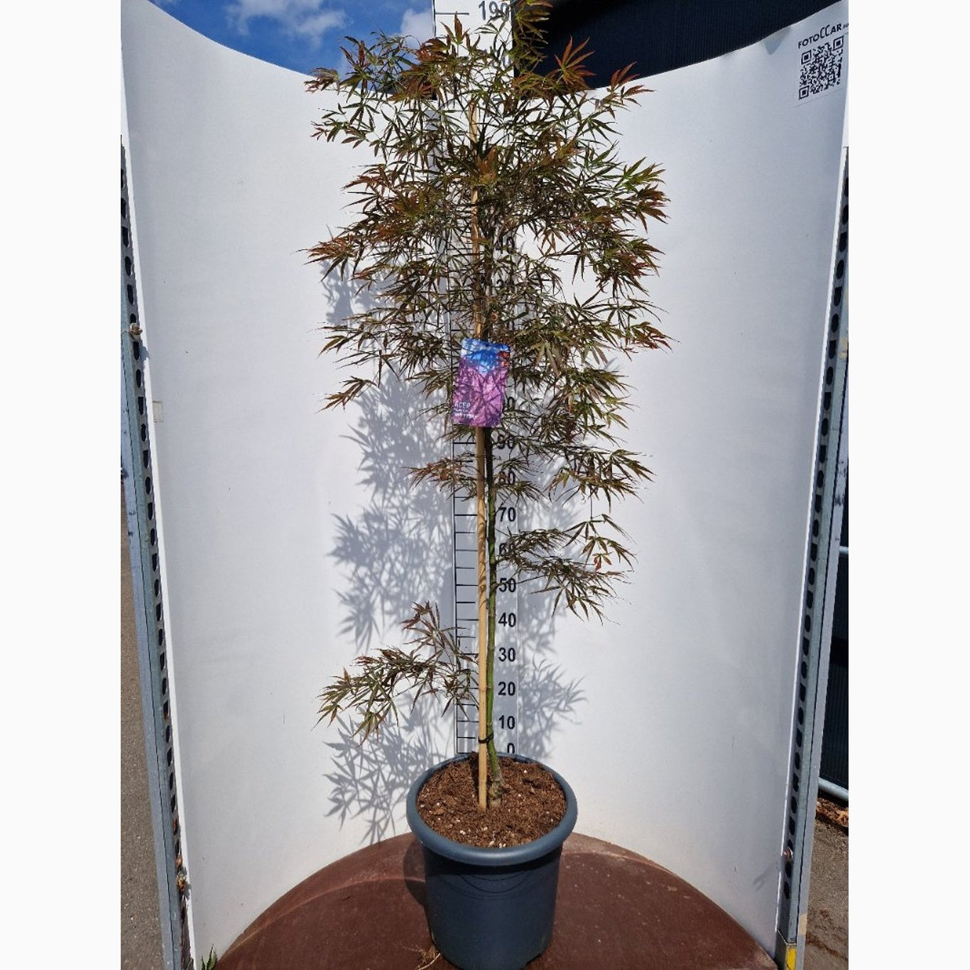 Japansk lönn – Acer pal. 'Red Pygmy' - C25 150-175 CM