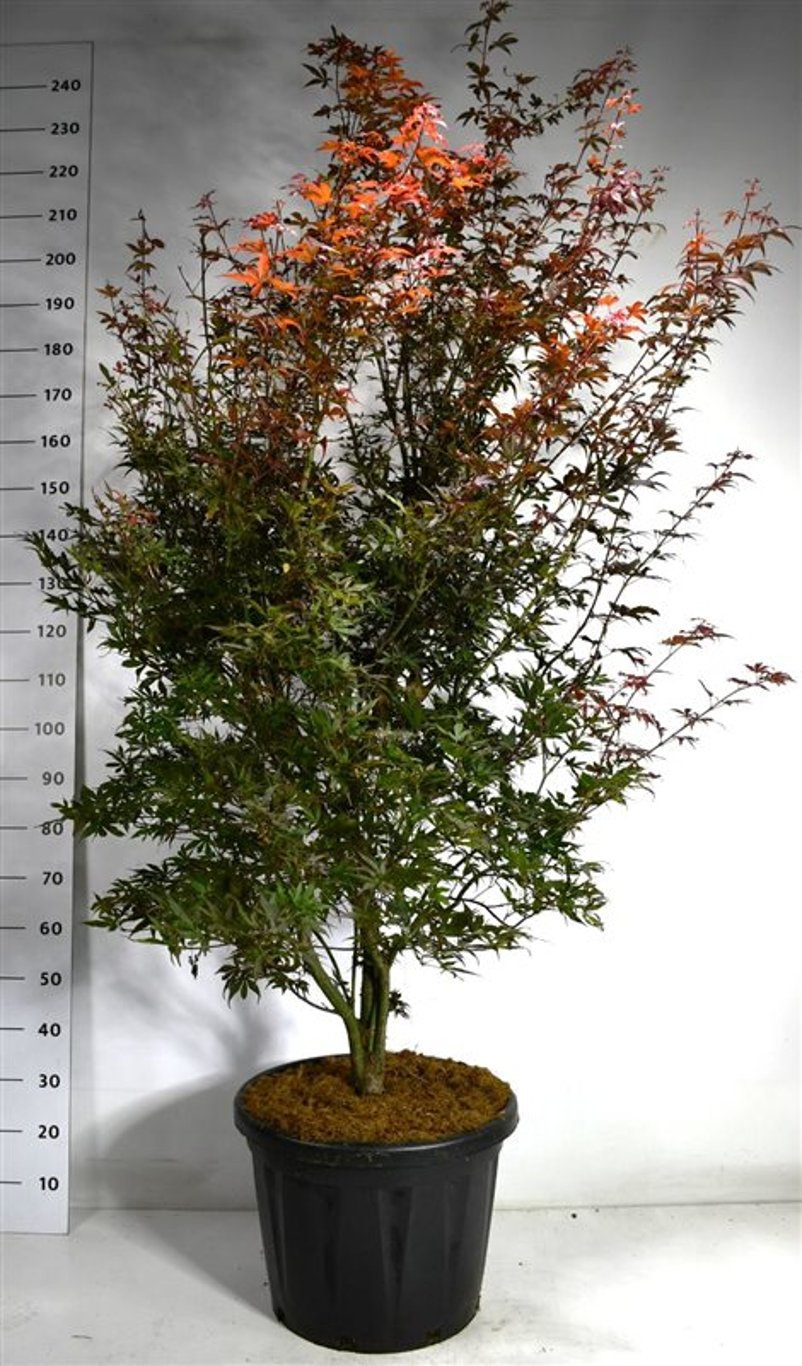 Japansk lönn – Acer palmatum &