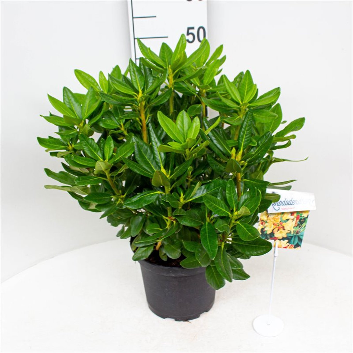 Rhododendron – Rhododendron 'Nancy Evans' - C5 30-40 CM