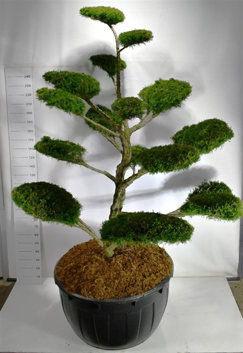 Pfitzer-en – Juniperus pfitzeriana &