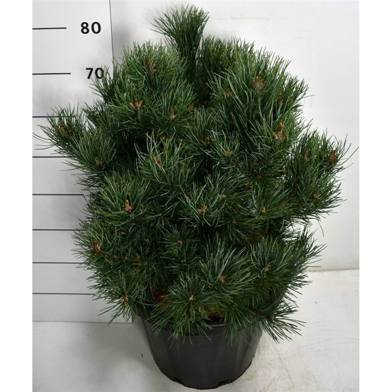 Tall – Pinus sylvestris 'Watereri' - C25 50-60 CM