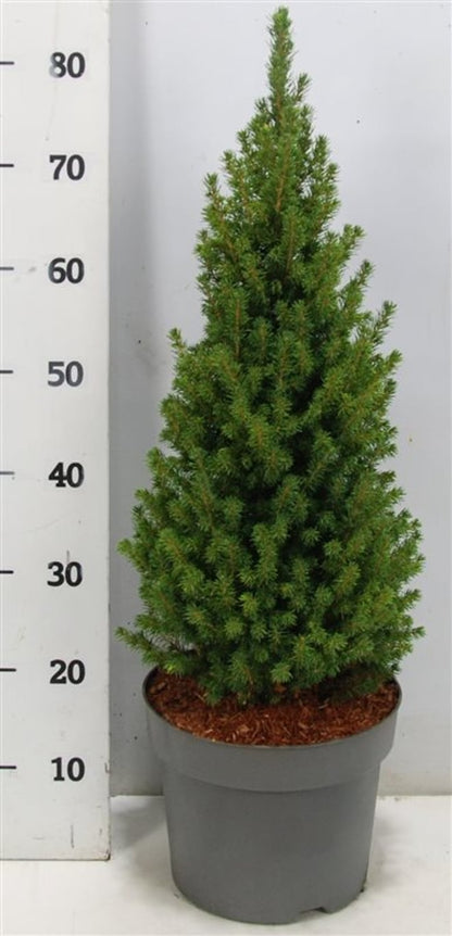 Albertagran – Picea glauca &