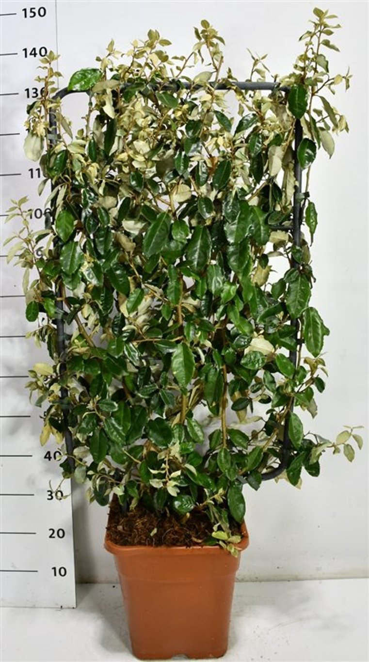Silverolvon – Elaeagnus ebbingei - C18 100 cm. Scherm