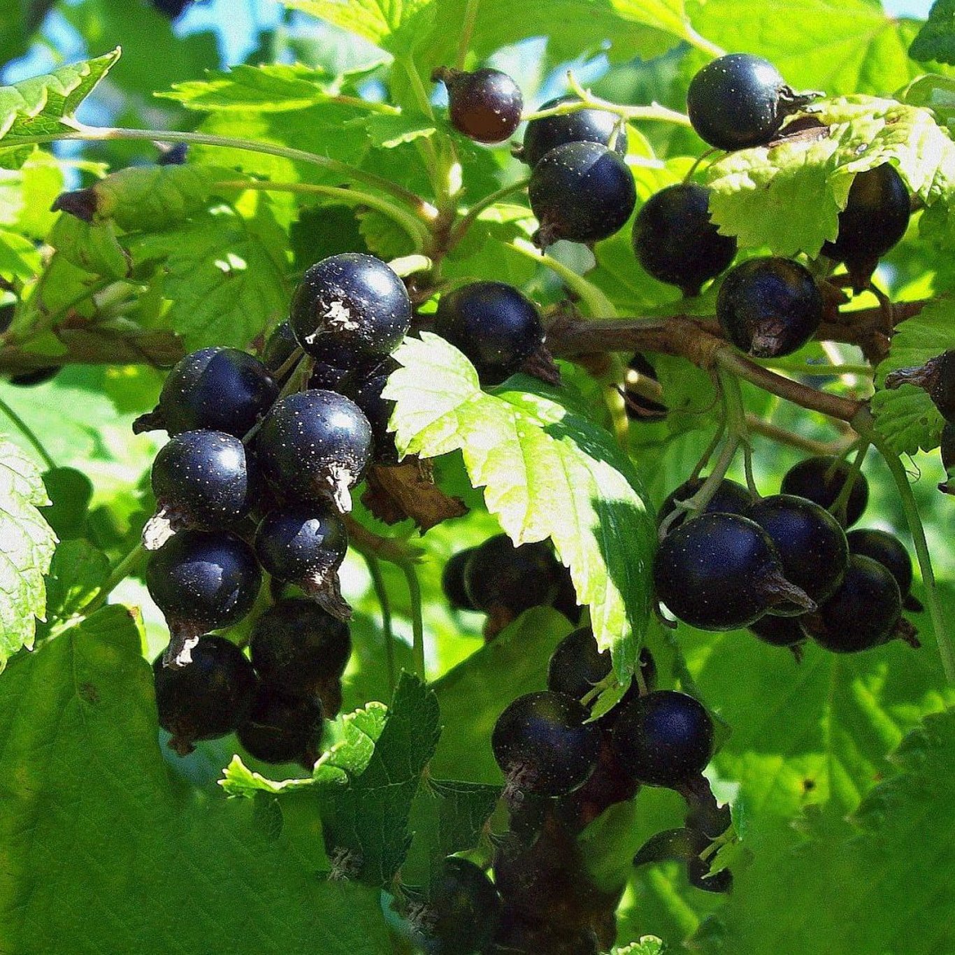 Svartvinbär – Ribes nigrum 'Tsema' - C3 40-60 CM