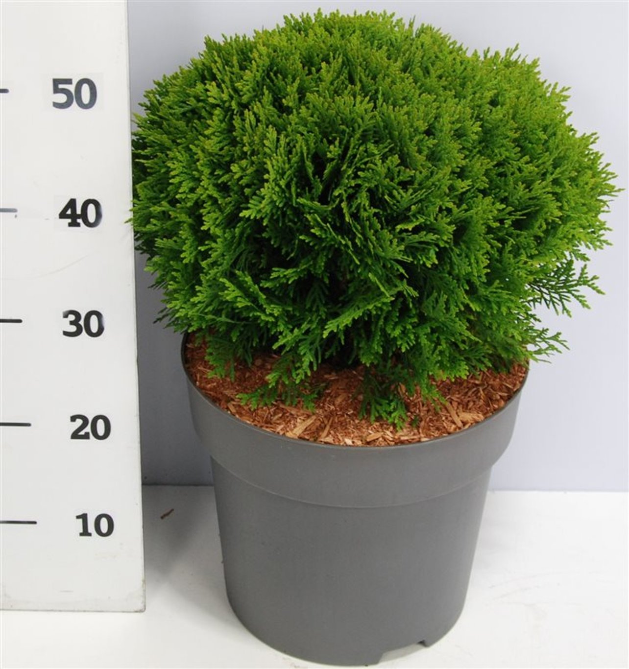 Thuja – Thuja occidentalis 'Danica' - C12 40-50 cm.