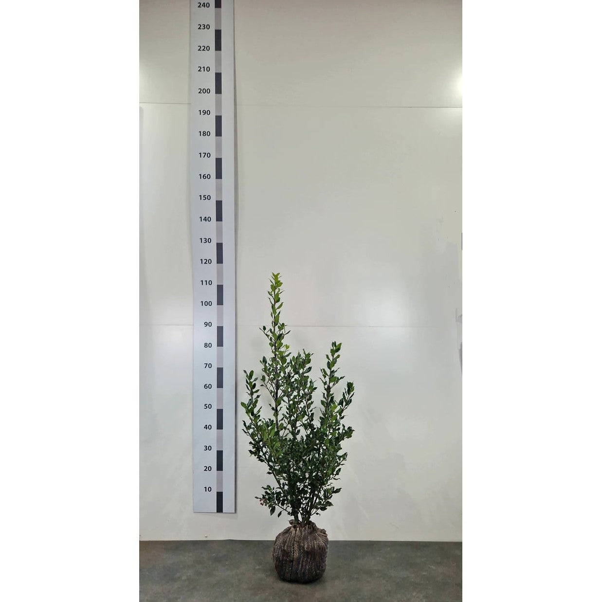 Blå järnek – Ilex meservae 'Magical Amore Rosso' - 80-100 CM RB