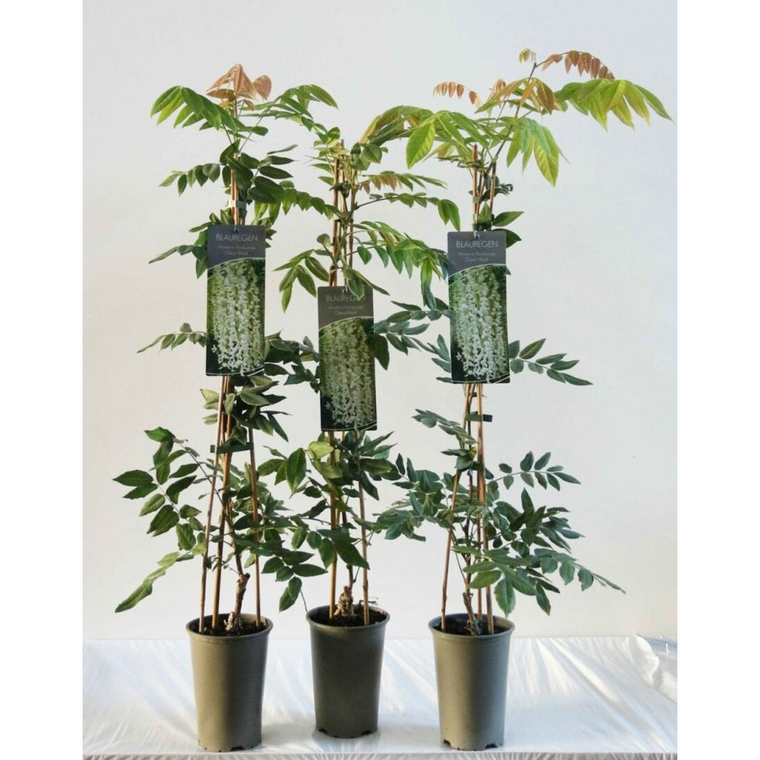 Blåregn – Wisteria macrostachya 'Clara Mack' - C2 60-80 CM Stick