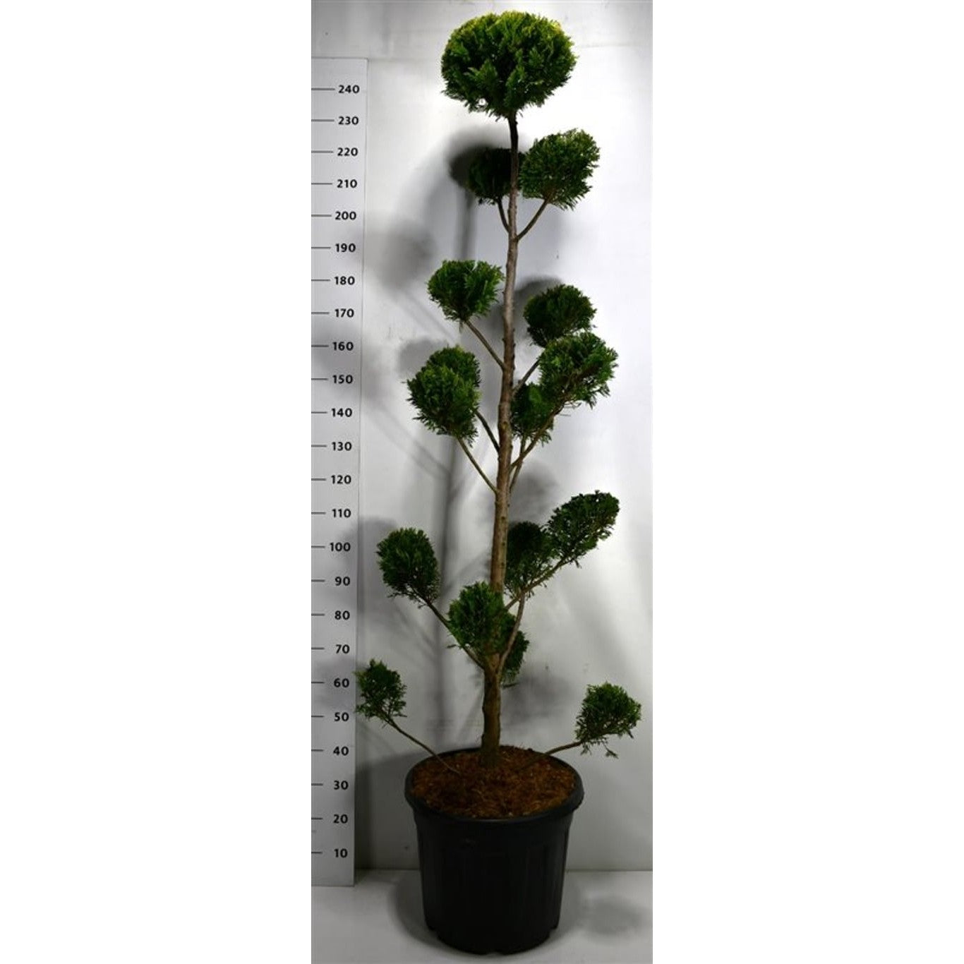 Leylandcypress – Cupressocyparis leylandii 'Castlewellan Gold' - 200-225 CM Bonsai Cont.