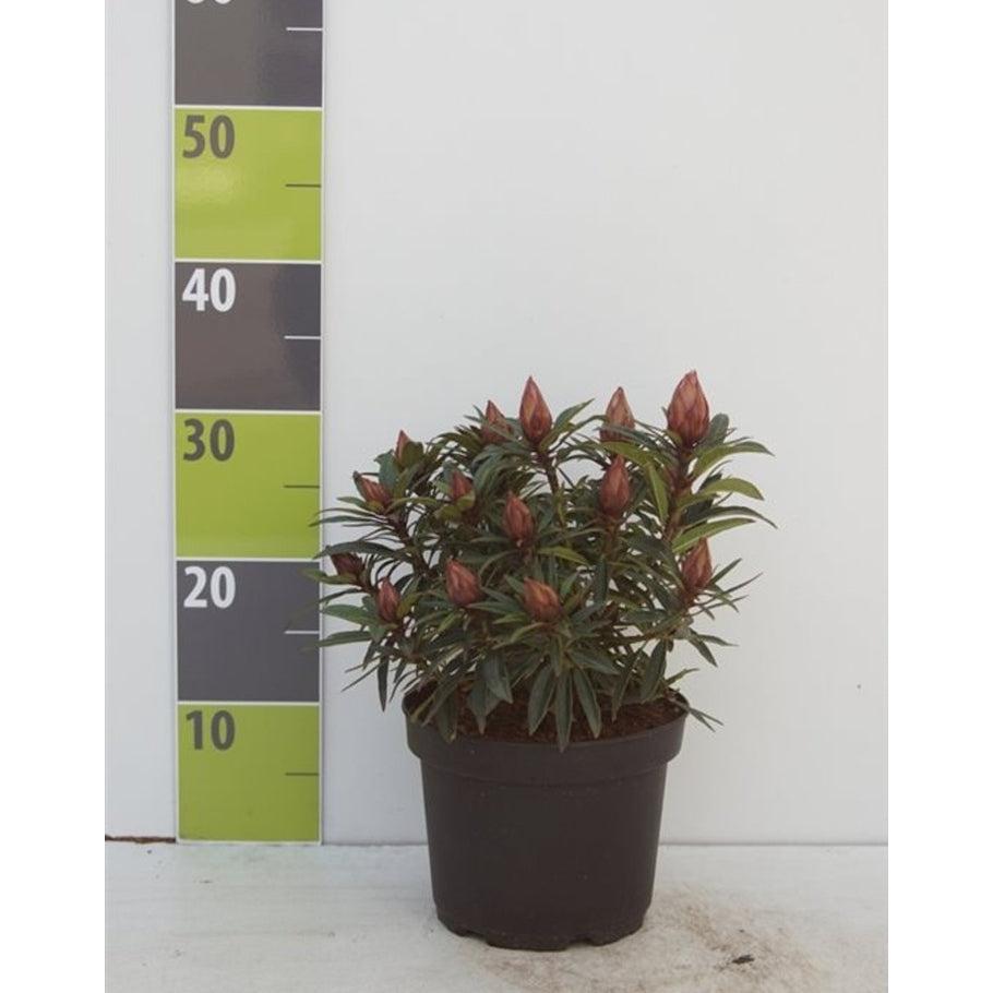 Rhododendron – Rhododendron ponticum 'Graziella' - C2.5 20-30 CM