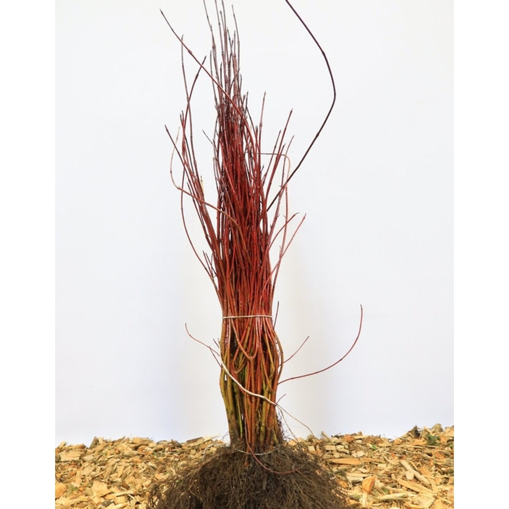 Kornell – Cornus alba - 60-100 CM bare root 1/1
