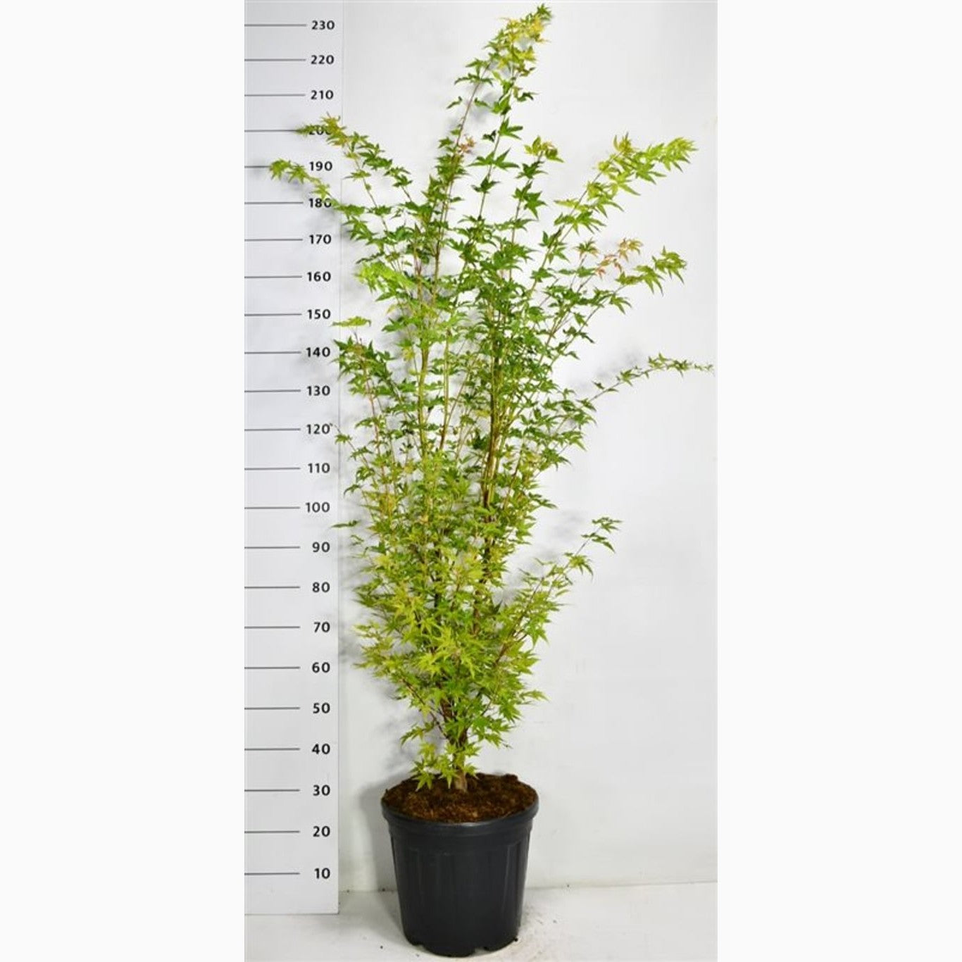 Japansk lönn – Acer pal. 'Sangokaku' - C25 150-175 CM