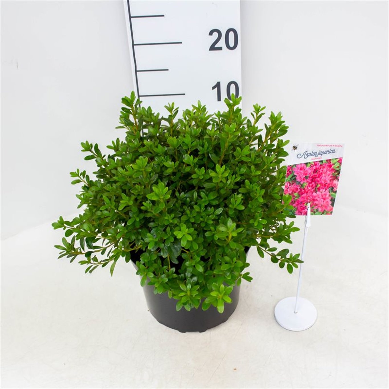 Rhododendron – Rhododendron (AJ); 'Momoko' - C4 25-30 CM