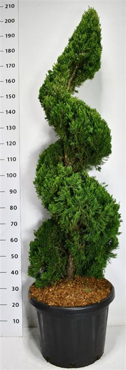 Kinesisk en – Juniperus chinensis &
