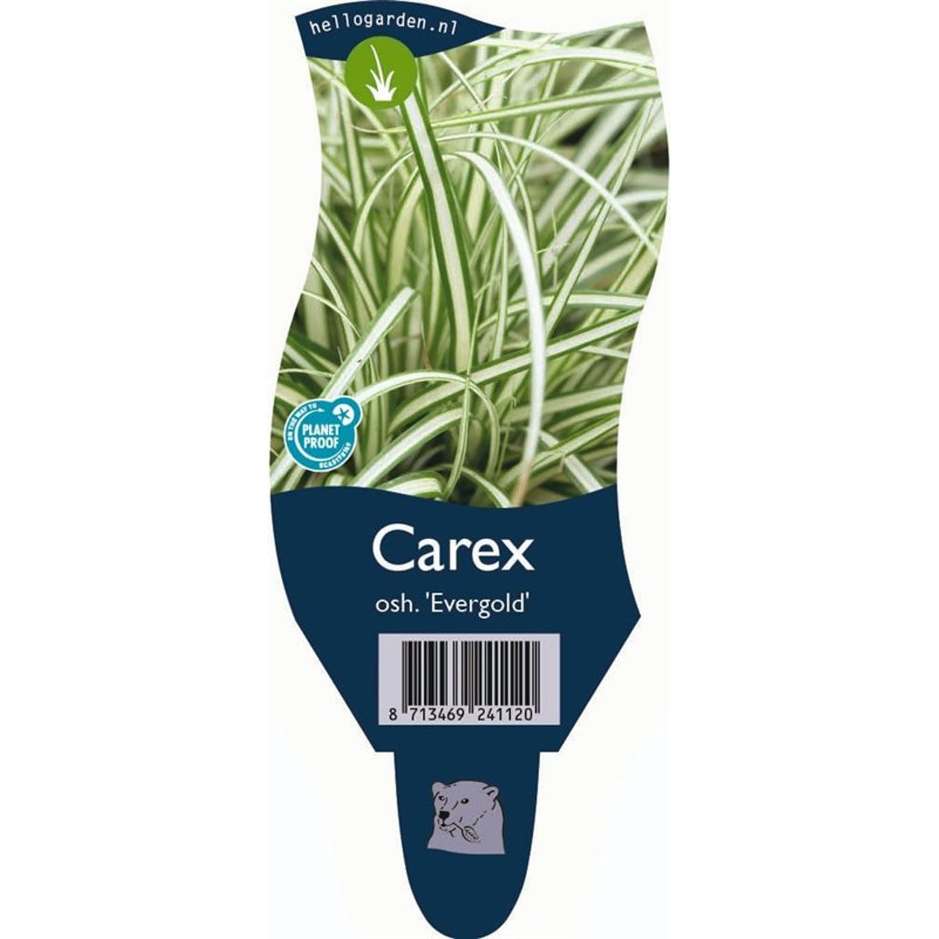 Starr – Carex oshimensis 'Evergold' - P11