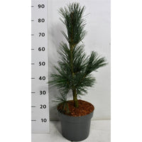 Viftall – Pinus flexilis 'Vanderwolf's Pyramid' - C7.5 40-50 cm.