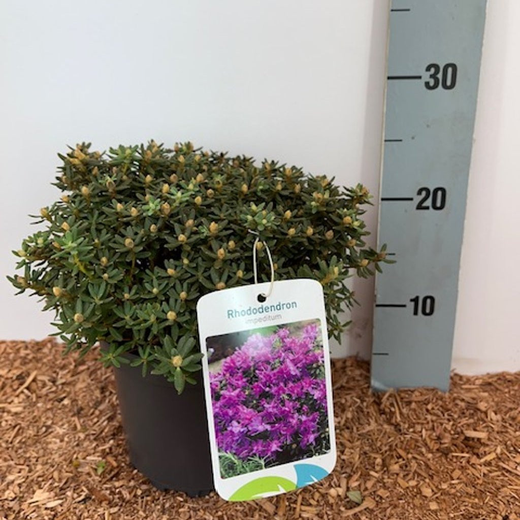 Rhododendron – Rhododendron impeditum - C2 15-20 CM