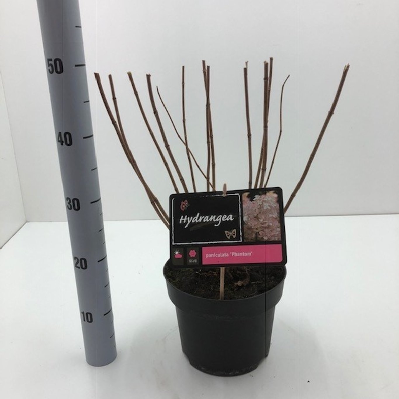 Syrenhortensia – Hydrangea paniculata 'Phantom' - C5