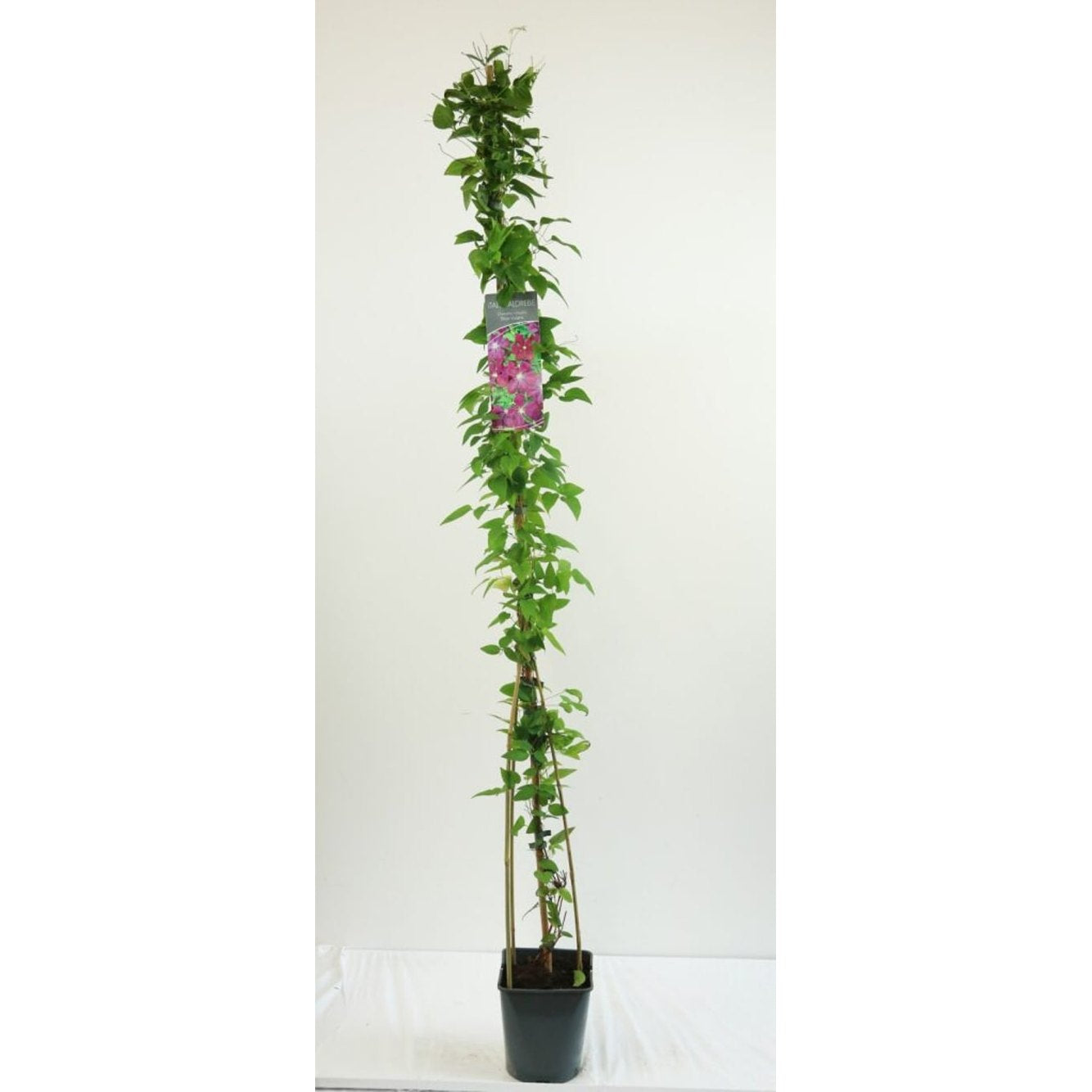 Klematis – Clematis 'Etoile Violette' - C5 125-175 CM Stick