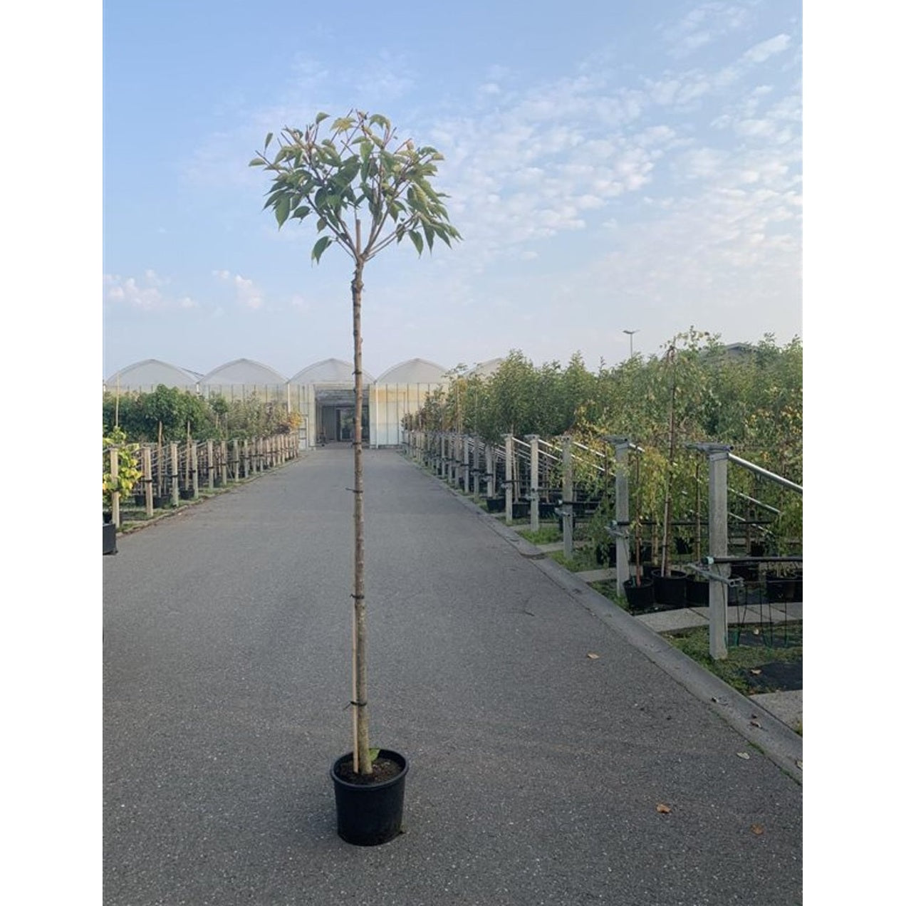 Japanskt körsbär – Prunus serrulata 'Shirotae' - 20/25 in Cont HO/ST