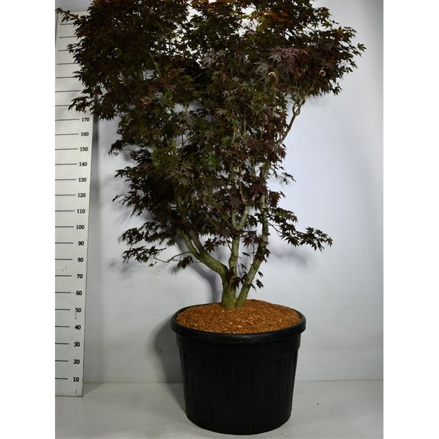 Japansk lönn – Acer palmatum 'Fireglow' - C150 225-250 cm.