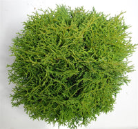 Thuja – Thuja occidentalis 'Tiny Tim' - C12 50-60 cm.