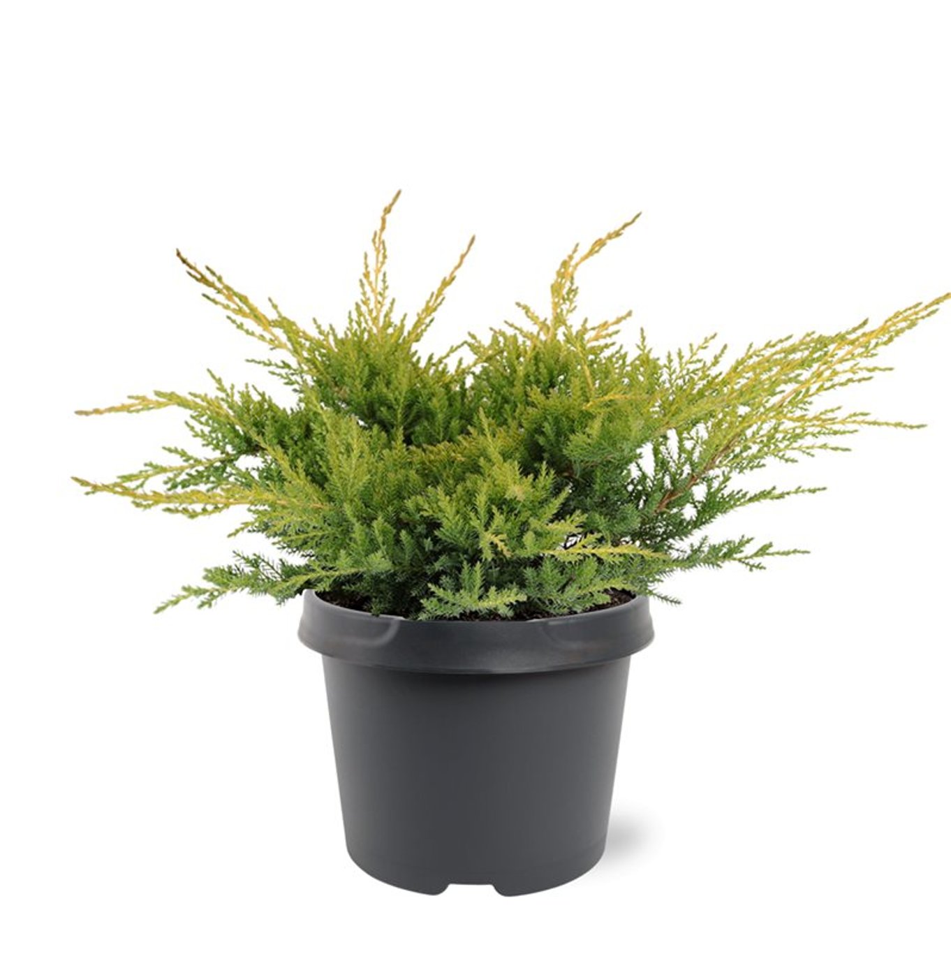 Pfitzer-en – Juniperus pfitzeriana 'Gold Star' - C3 25-30 CM