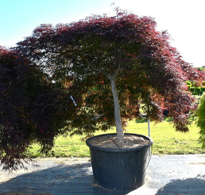 Japansk lönn – Acer palmatum &
