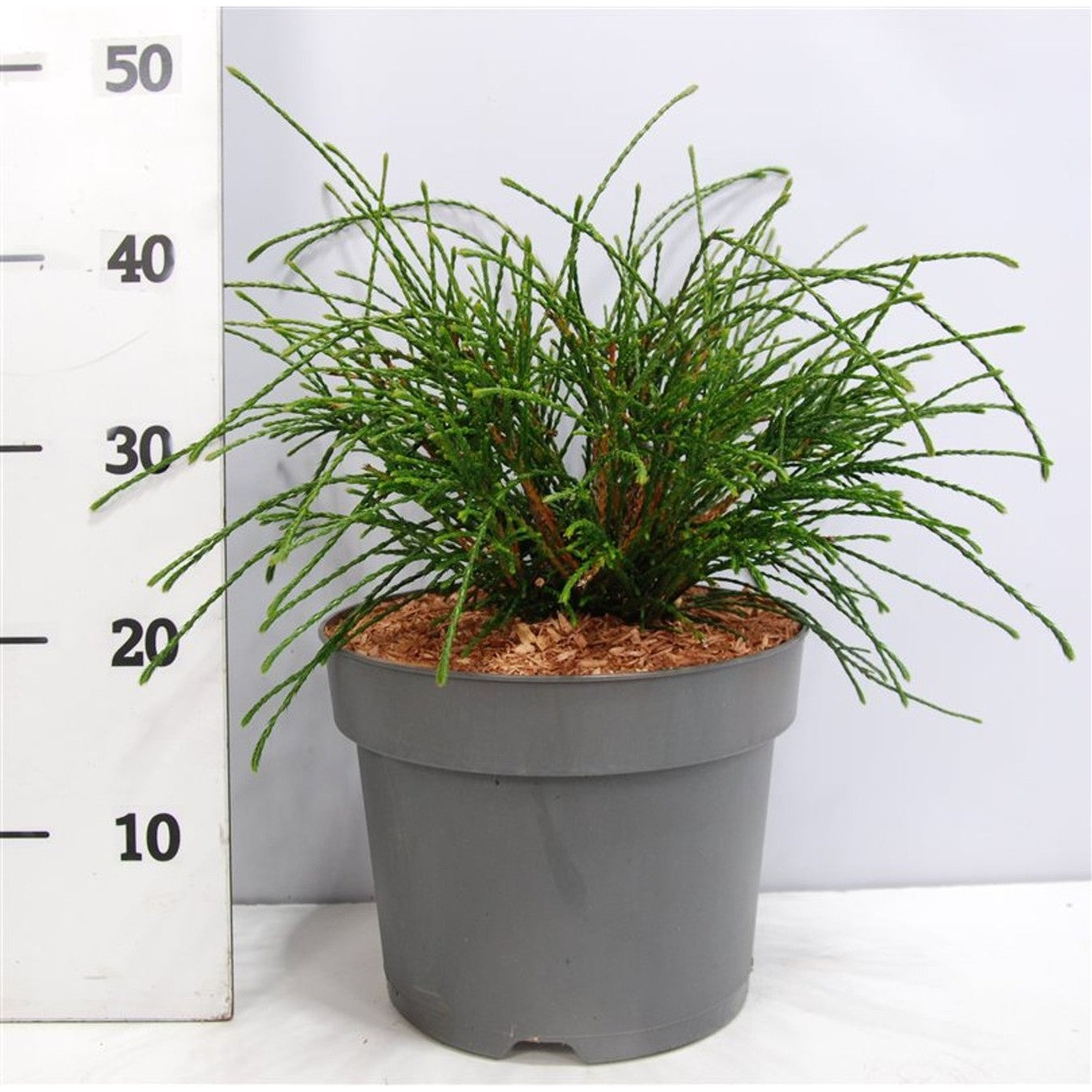 Thuja – Thuja plicata &