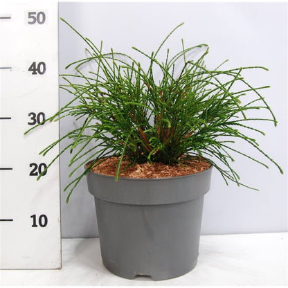 Thuja – Thuja plicata &