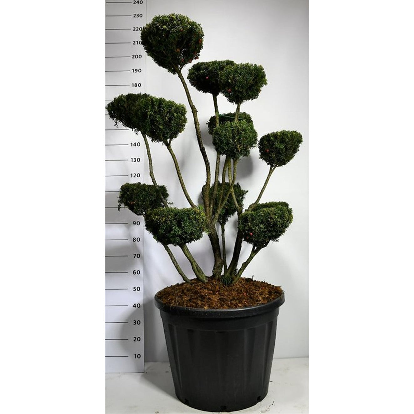 Hybrididegran – Taxus media 'Hicksii' - C130 120-140 cm. Bonsai