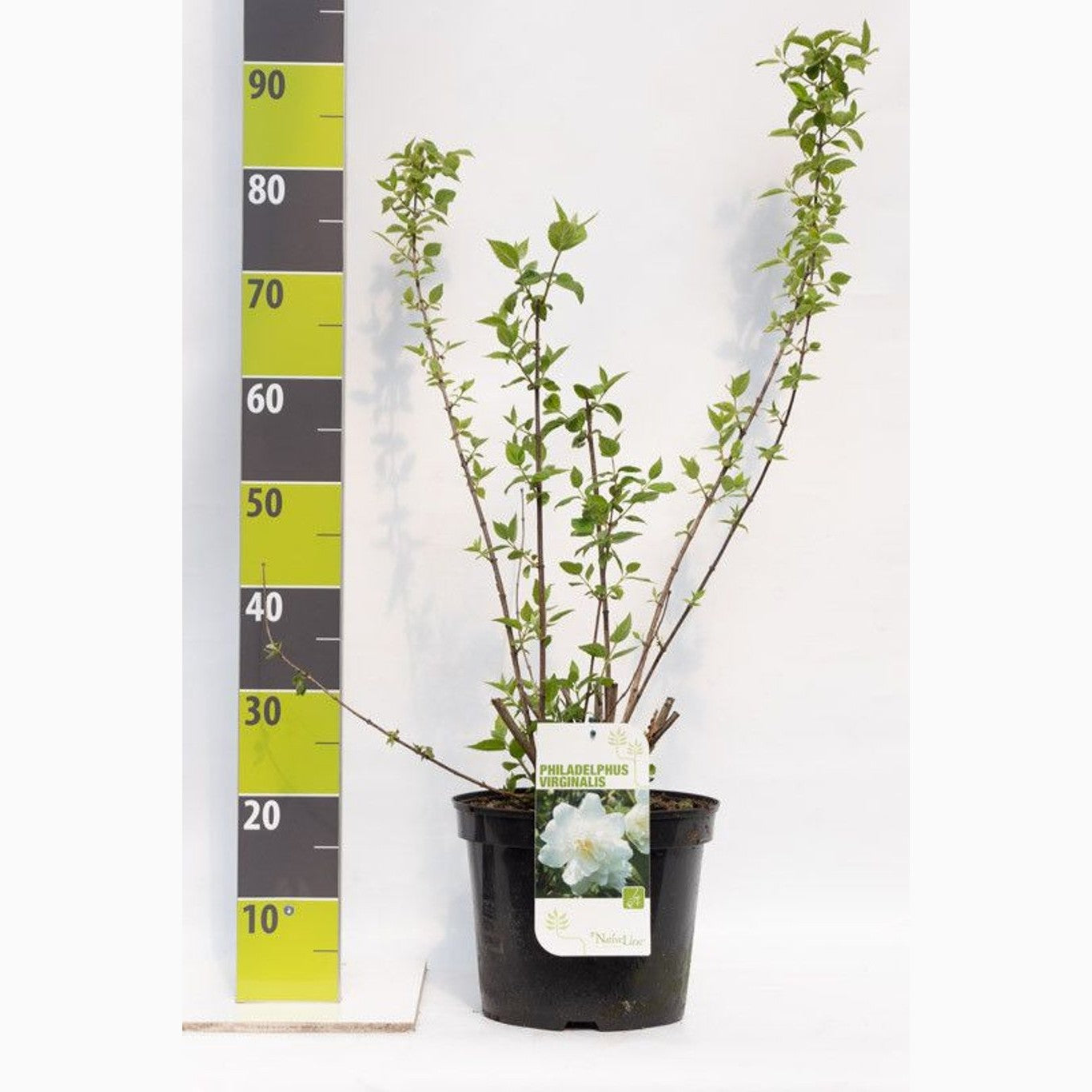 Schersmin – Philadelphus 'Virginal' - C7.5 80-100 CM