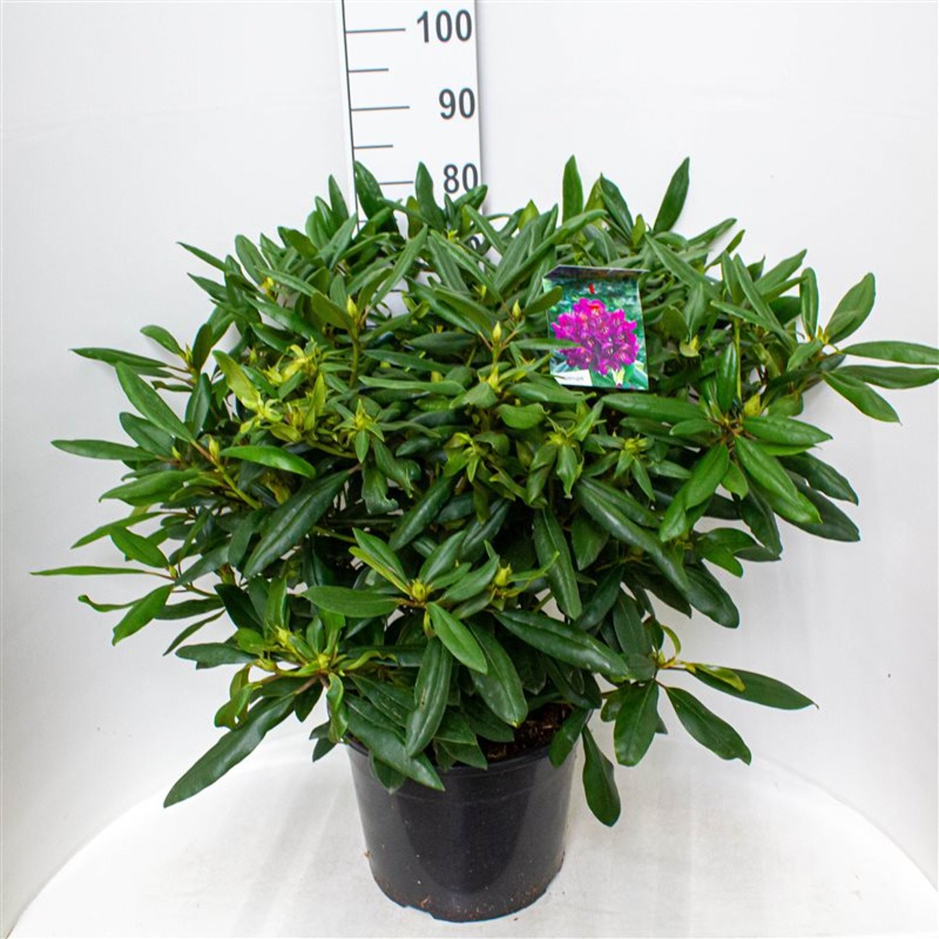 Rhododendron – Rhododendron (P); 'Marcel Menard' - C20 60-70 CM