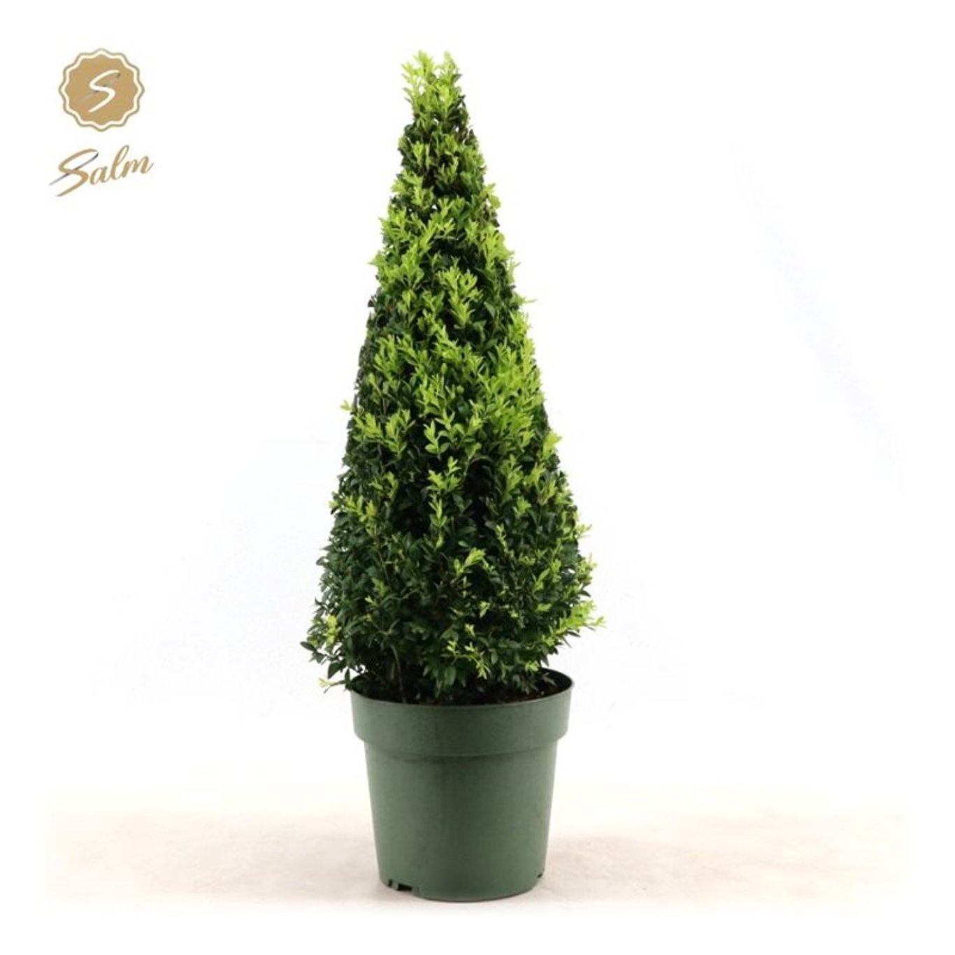 Buxbom – Buxus sempervirens - 50-60 CM Piramide Cont.