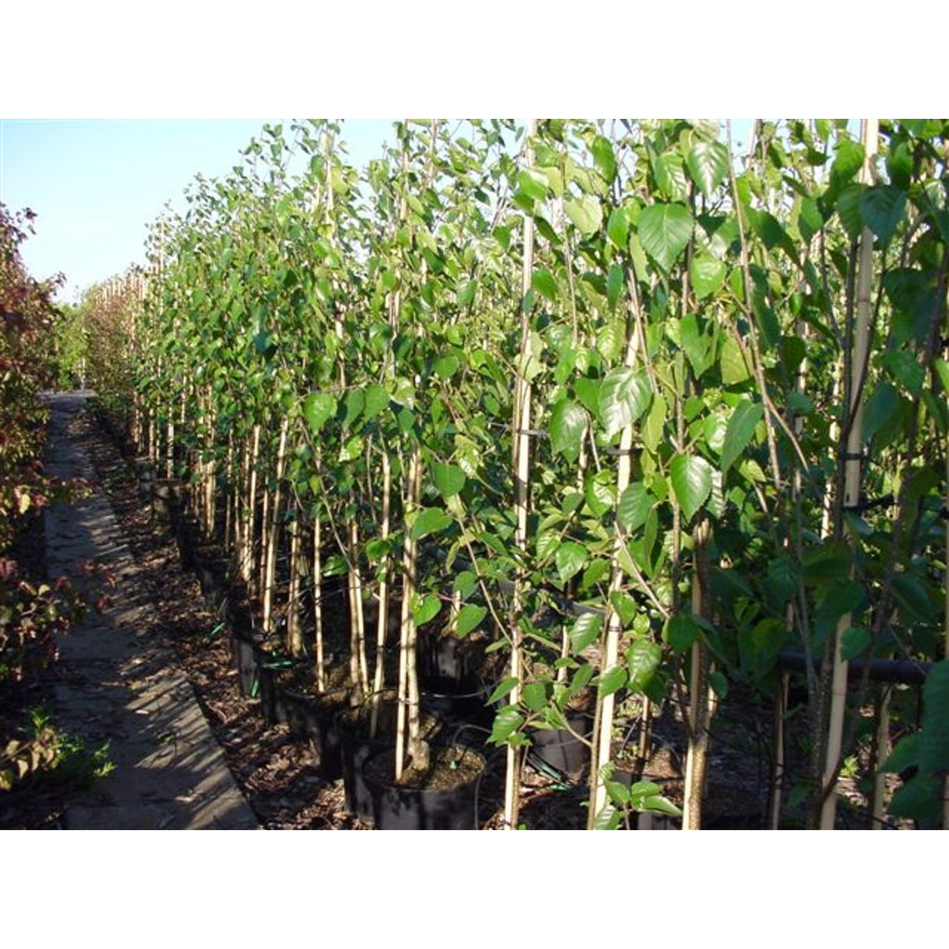 Himalajabjörk (Jacquemontii); – Betula utilis jacquemontii - 6/8 in Cont HO/ST