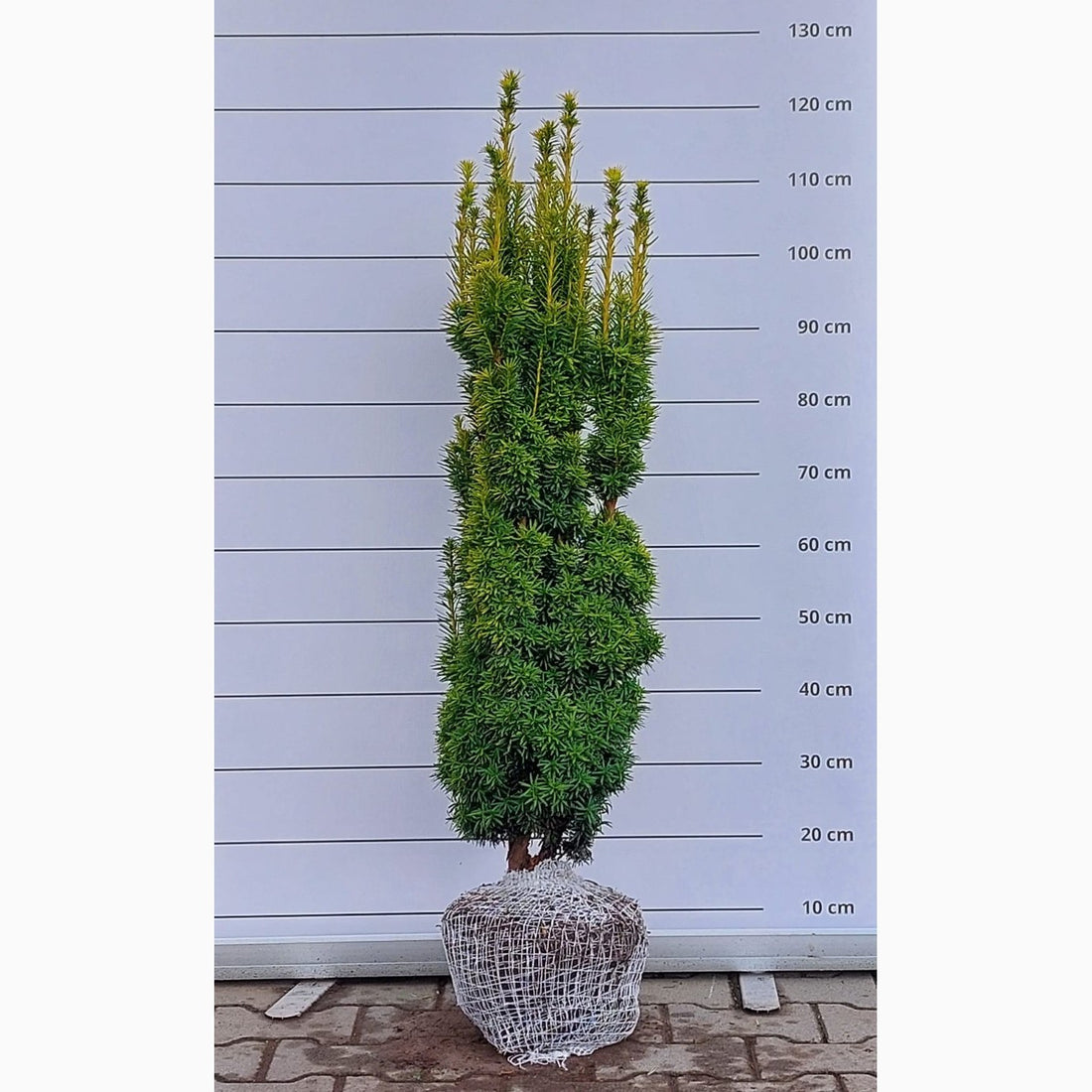 Idegran – Taxus baccata &