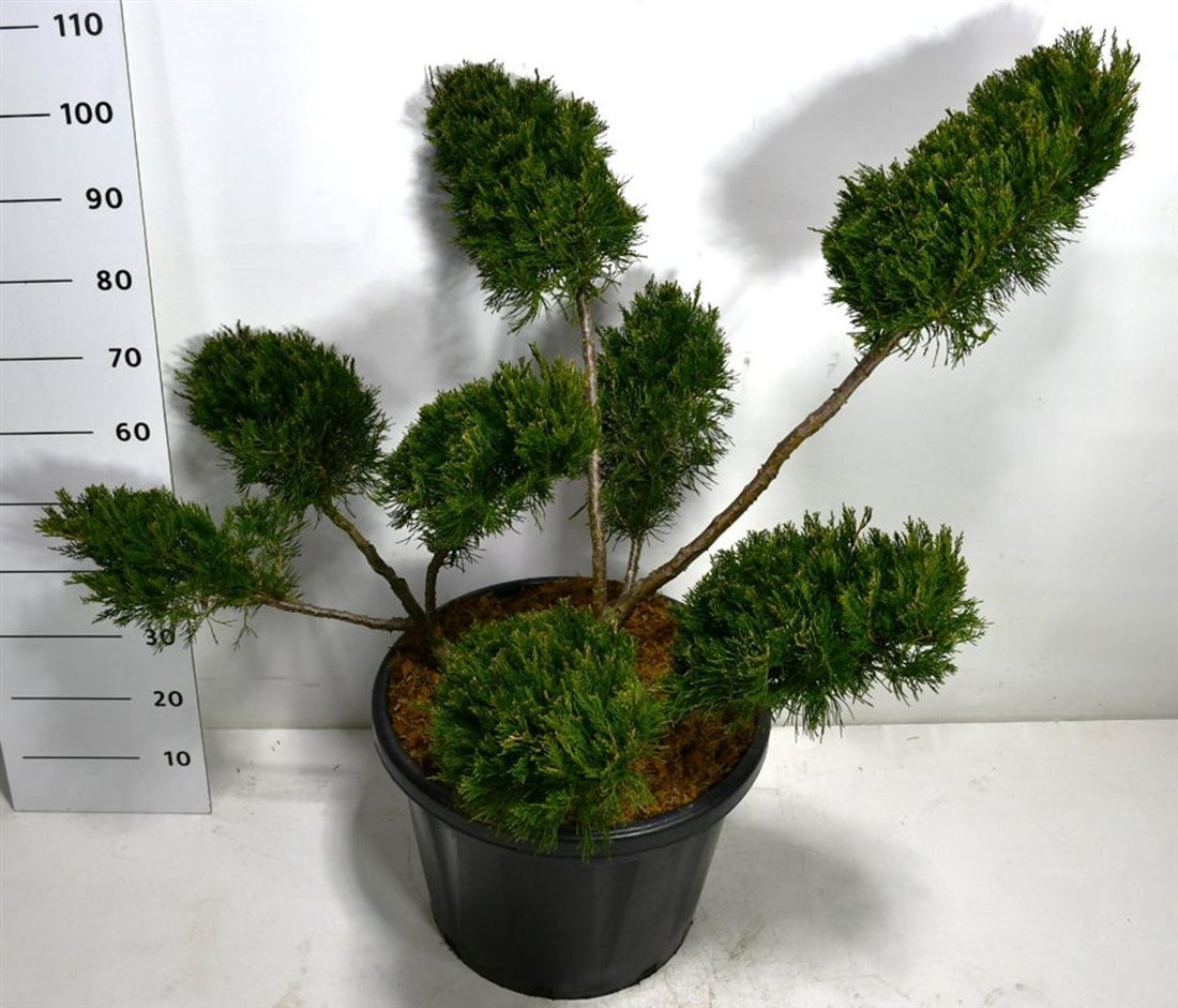 Pfitzer-en – Juniperus pfitzeriana &
