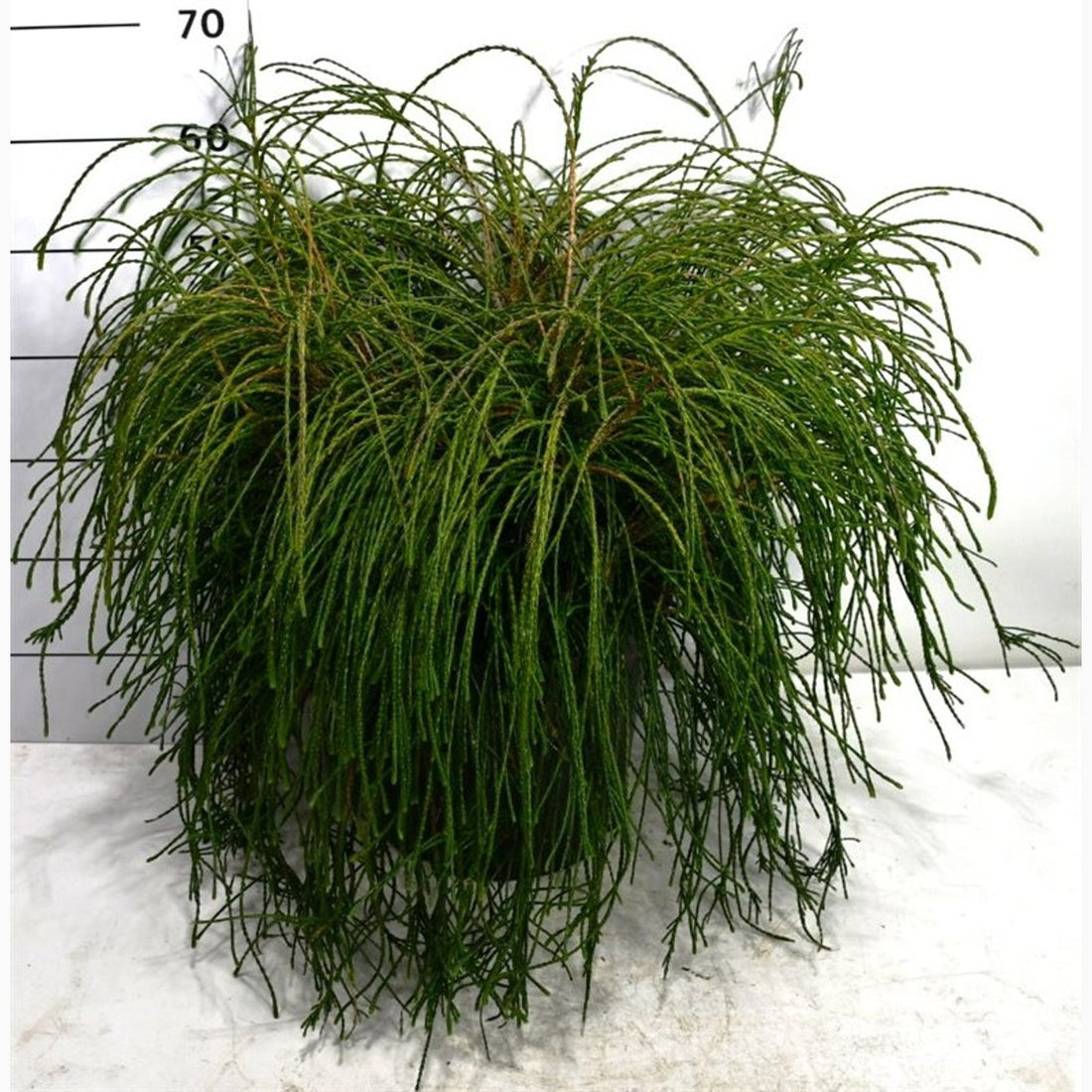 Thuja – Thuja plicata &