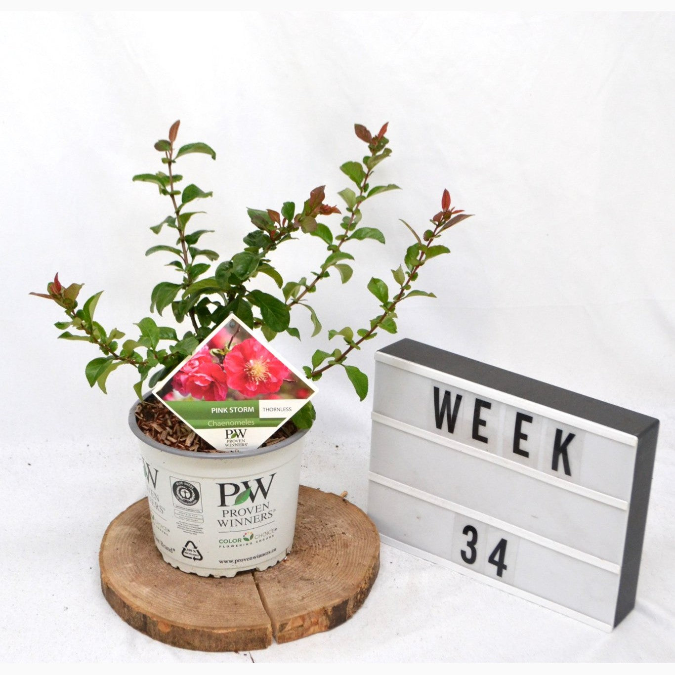 Hybridkvitten – Chaenomeles speciosa 'Pink Storm' - C3 20-40 CM