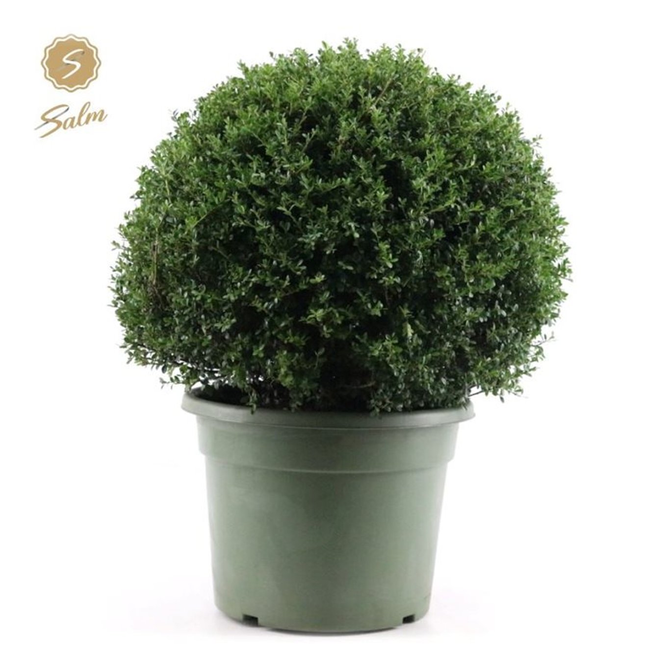 Japansk järnek – Ilex crenata - 60 CM Ball Cont.