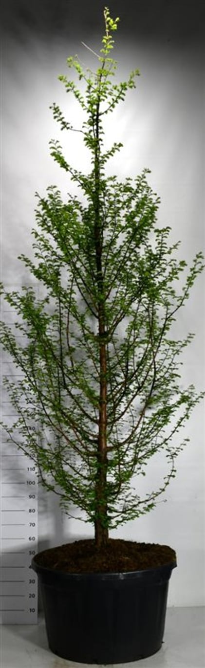 Vattenlärkträd – Metasequoia glyptostroboides - C280 300-350 cm.