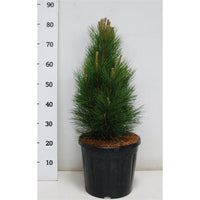 Svarttall – Pinus nigra 'Green Tower' - C13 60-70 cm.