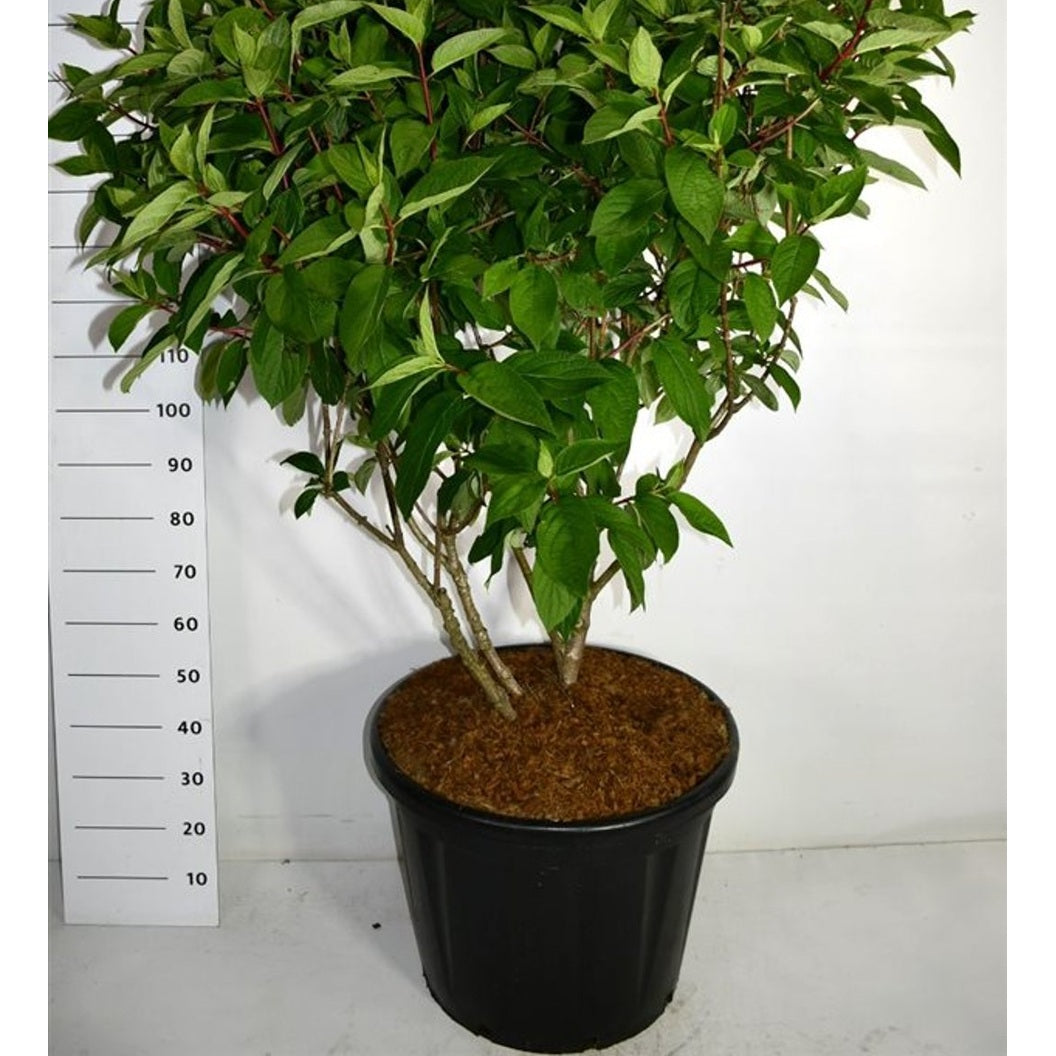 Syrenhortensia – Hydrangea paniculata 'Wim's Red' - C110 125-150 cm. Sol