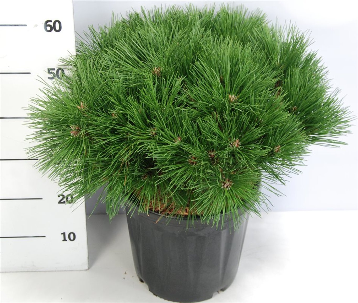 Svarttall – Pinus nigra 'Pierrick Bregeon' - C18 60-70 cm.
