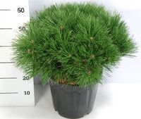 Svarttall – Pinus nigra 'Pierrick Bregeon' - C18 60-70 cm.
