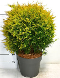 Thuja – Thuja occidentalis 'Golden Globe' - C12 50-60 cm.