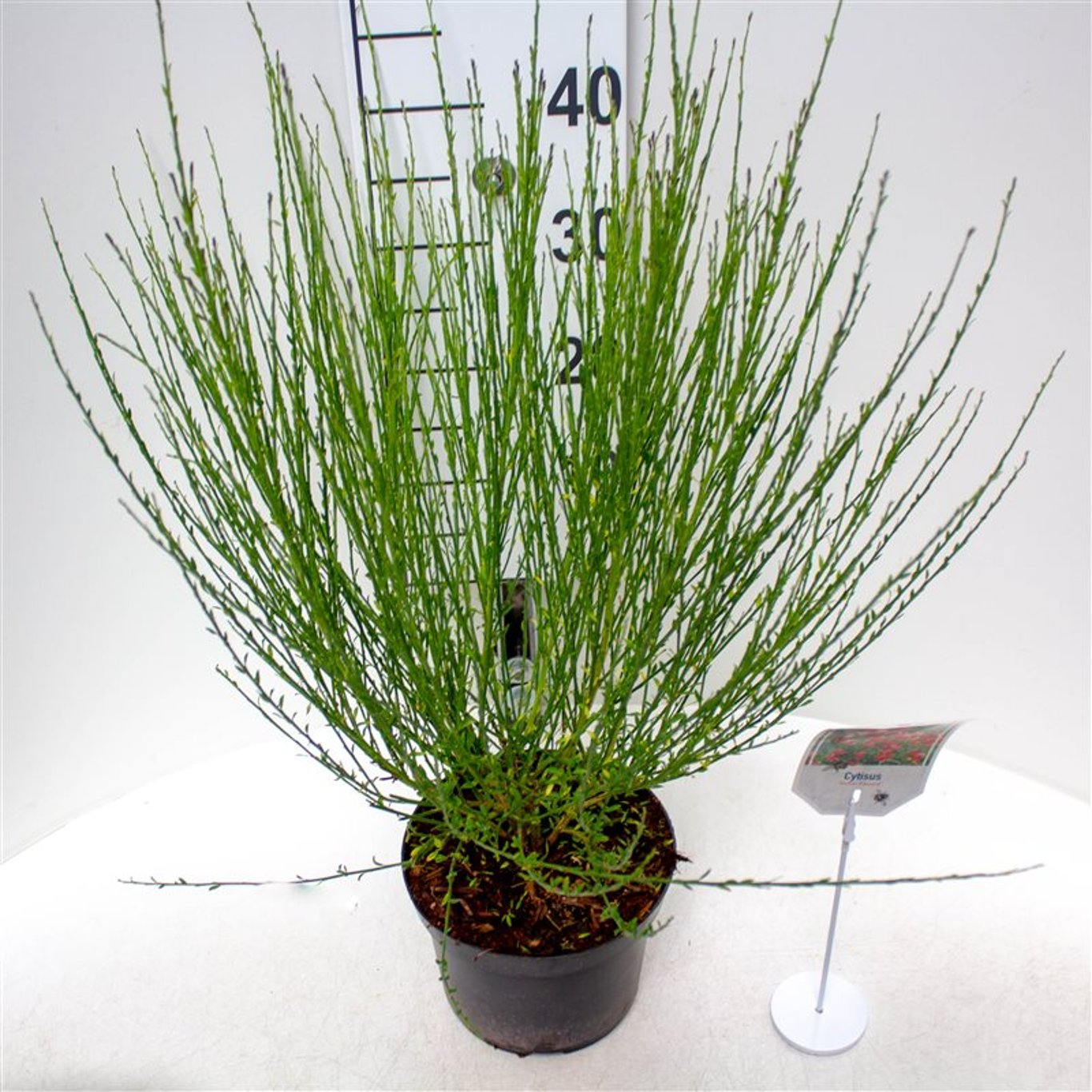 Säckbuske – Cytisus 'Red Lion' - C3 30-40 CM